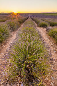 Scenic view of agricultural field against sky during sunset