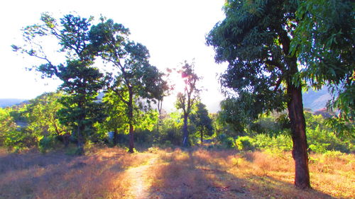 Trees on field against clear sky