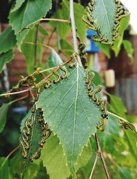 Close-up of insect on plant