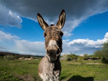 Portrait of donkey standing on field against sky