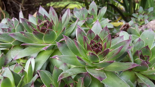 Close-up of fresh cactus plant