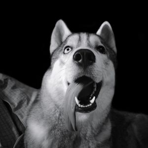 Close-up portrait of dog