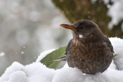 Close-up of bird on snow