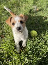 Portrait of puppy on field