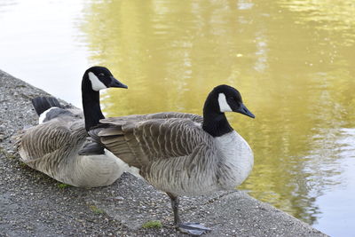 Duck swimming in lake