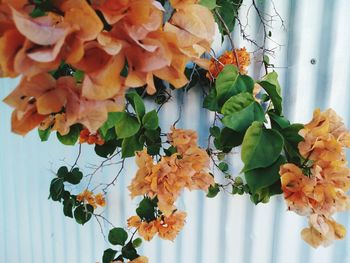 Close-up of orange flowering plant