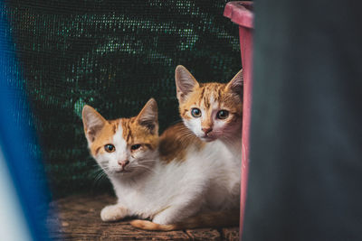 Portrait of cats sitting