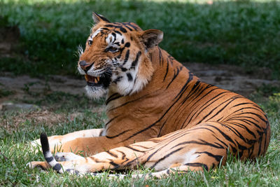 Close-up of a cat lying on land