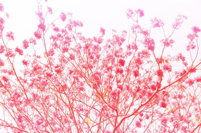 Low angle view of pink flowers