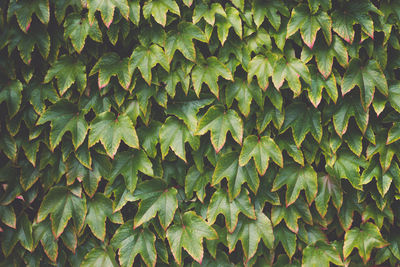 Virginia creeper parthenocissus tricuspidata in the garden. wild grape texture background