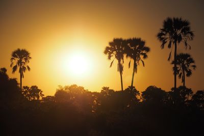 Silhouette of palm trees at sunset