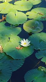 High angle view of lotus water lily in lake