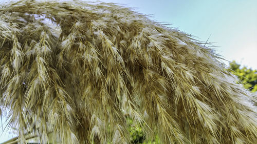 Low angle view of trees