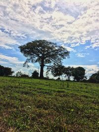Single tree in farm against sky