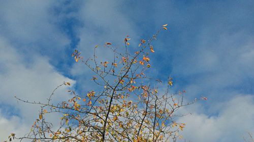 Low angle view of tree against sky