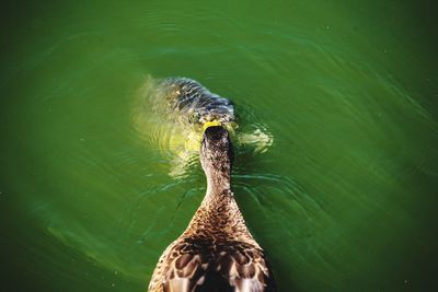 Duck swimming in lake