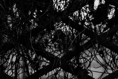 Low angle view of trees against sky