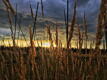 View of plants on landscape at sunset