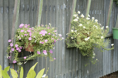 Close-up of pink flowering plants by fence