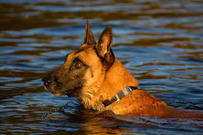 Dog looking away in lake