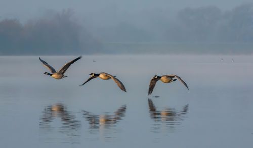 Birds flying over lake