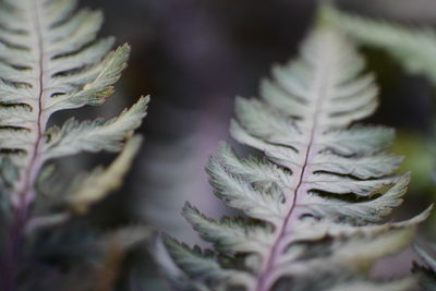 Close-up of leaves