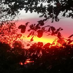 Low angle view of silhouette trees against sky during sunset