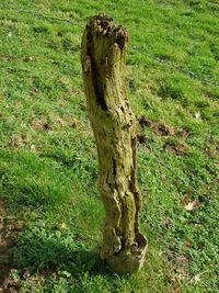 Tree stump on field