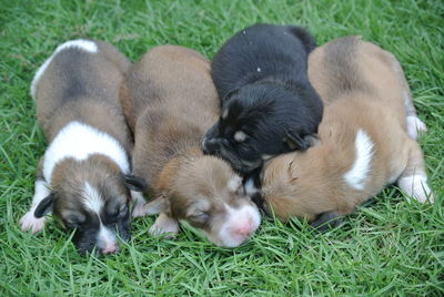 High angle view of puppy on grass