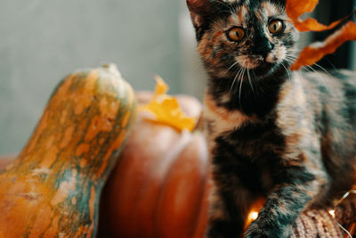 Close-up portrait of cat by wood