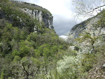 Scenic view of forest against sky