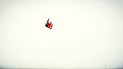 Bird flying against sky