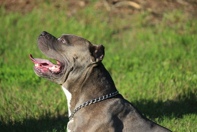 Close-up of a dog on field