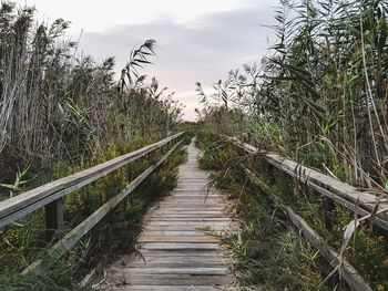 Boardwalk amidst trees against sky