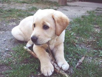 Close-up of dog lying on grassy field