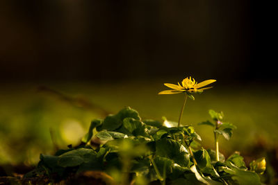 Close-up of yellow flowering plant