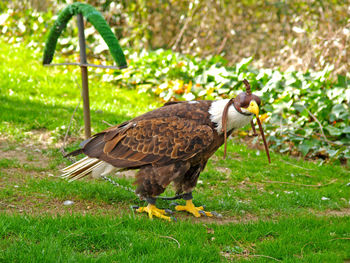 Close-up of bird on field