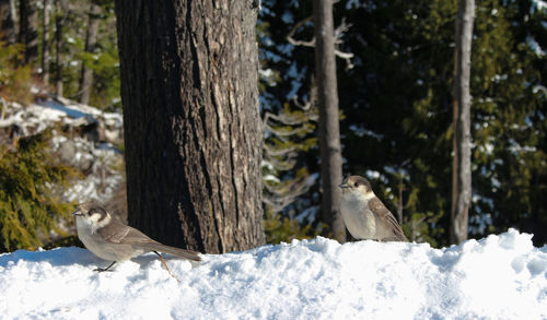 View of bird on tree trunk during winter