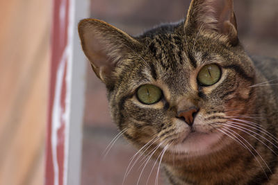 Close-up portrait of a cat