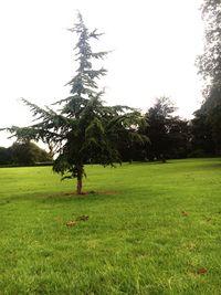 Trees on landscape against sky