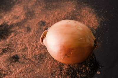 One onion close-up on a dark background