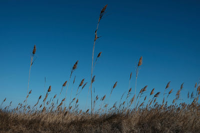 Low angle view of tall grass on field against clear blue sky