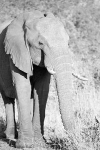 Elephant standing in a field