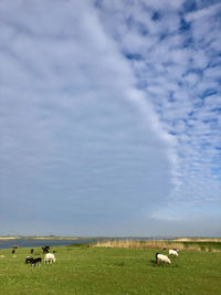 Horses in a field