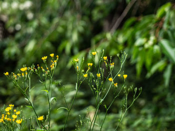 Little yellow flowers against green back ground 