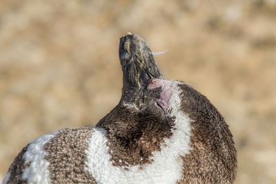 Close-up of penguin at beach