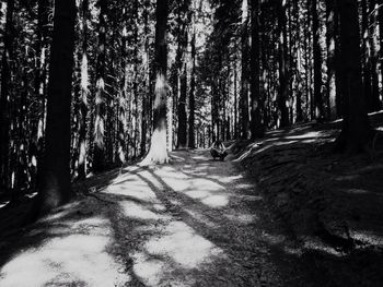 Trees in forest