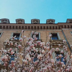 Low angle view of flowers against clear blue sky