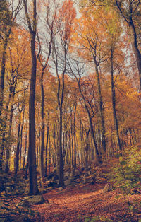 Trees in forest during autumn