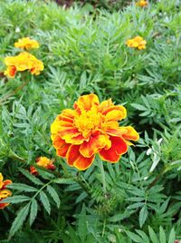 Close-up of marigold blooming outdoors